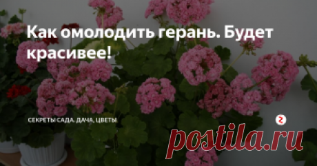 Как омолодить герань. Будет красивее! Герань я выращиваю уже давно. Привлекает она своей неприхотливостью и красивым цветением, начиная с весны и до самой осени. Пеларгония не требует особых условий содержания, прощает забывчивость в поливах и легко размножается. Даже ее специфичный запах листьев, который многим не нравится, меня совсем не отталкивает.
Однако есть у герани и один недостаток – растению свойственно терять декоративный в