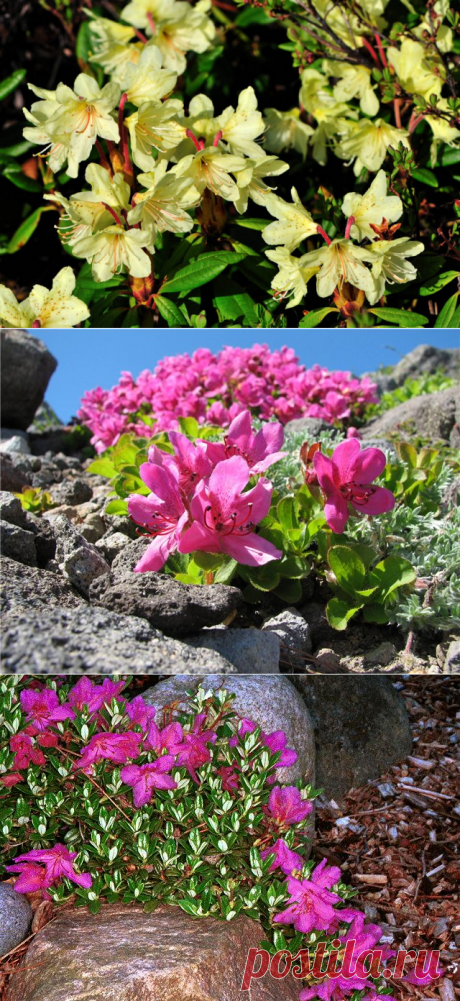 Низкорослые виды рододендрона
