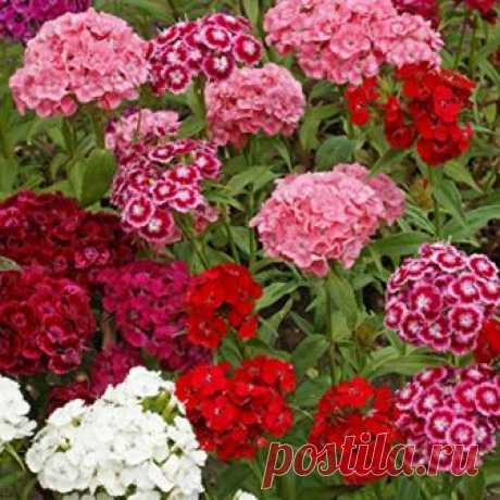 Amazon.com: Outsidepride Dianthus Sweet William Flower Seed Plant Mix - 5000 Seeds: Garden & Outdoor