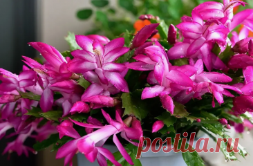 ⏰ Разбудите спящего декабриста! Ст.л. этого «будильника» под корень — и он поймет, что пора цвести. Метод из советских оранжерей | Твоя Дача | Дзен