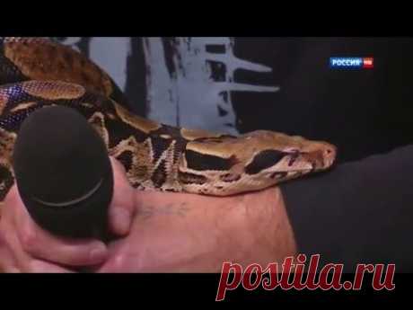 Пригрела смерть на груди: питон по имени Римма. От 15.06.15