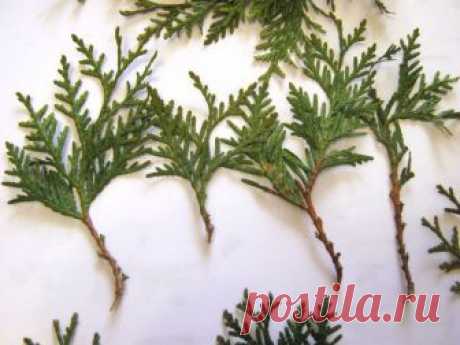 Как я выращиваю тую из веточки.


Я очень люблю вечнозеленые растения из-за их круглогодичной декоративности. Но, к сожалению, посадочный материал таких растений стоит недешево, поэтому я освоила метод размножения вечнозеленых черенкованием. Это позволяет вырастить очень красивое вечнозеленое растение, не потратив при этом ни копейки. Ведь получить черенок очень просто, нужно просто найти понравившееся дерево и отломить от него небольшую веточку. Как показывает мой опыт, д...