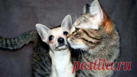 Лапки | Animals | Дзен