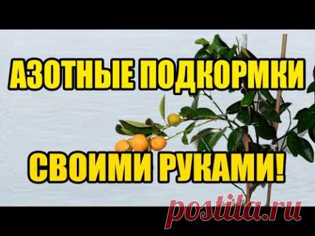 Натуральные удобрения подкормки для всех растений в домашних условиях Азотные подкормки - YouTube