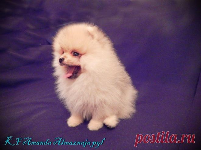Щенки померанского шпица помет А | Питомник Карамель Фэнтези