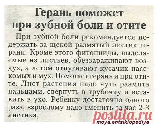 Герань поможет при отите