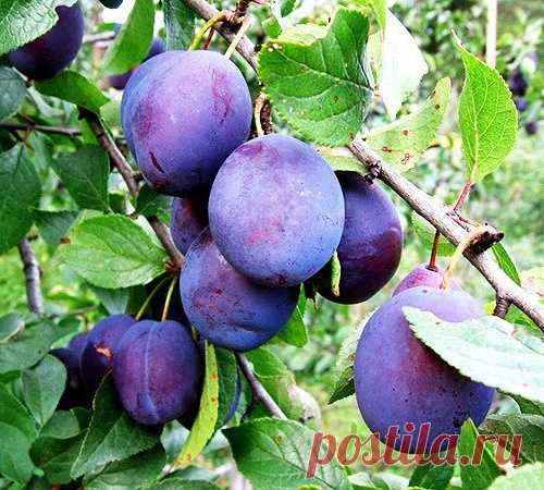 Все способы размножения сливы