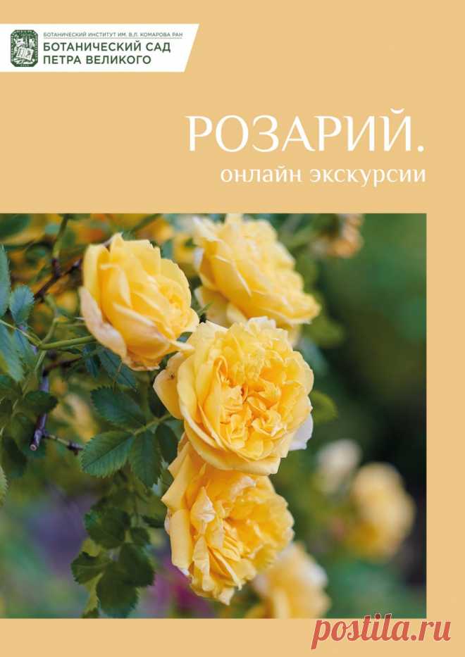 Онлайн-экскурсии по Розарию