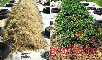 Как выращивать  под соломой: руководство от дачников