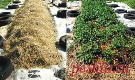 Как выращивать  под соломой: руководство от дачников