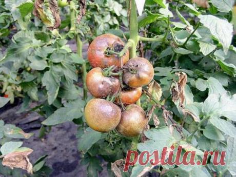 Сад, огород | Записи в рубрике Сад, огород | Копилочка Galzhonok