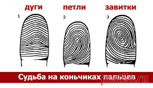 Судьба на коньчиках пальцев 
Вся информация о нашем характере, способностях, болезнях буквально нарисована на подушечках пальцев. Пальцевые узоры закладываются еще в утробе матери на 3–5-м месяце беременности вместе с тканями не…