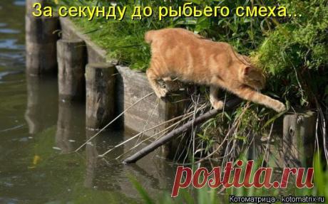 Кошачьи размышления (котоматрица)