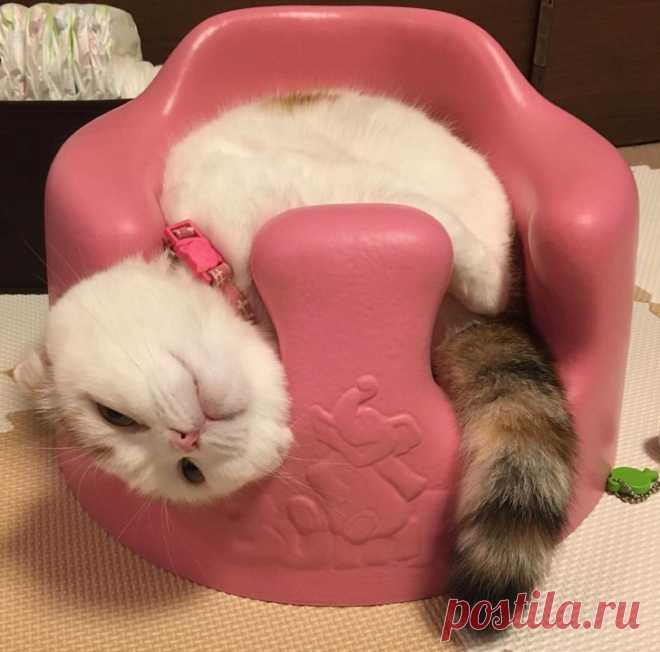 18 фото котиков, которых человеческие папарацци застали в самый неподходящий момент Котики странные. Они спят в немыслимых позах, неподвижно сидят, уставившись в одну точку, и тыгыдымят по ночам, и мы начинаем сомневаться: уж не инопланетяне ли они, захватившие Землю? Но стоит взглянуть на их ушки и лапки, как под их гипнотическим влиянием все наши подозрения рассеиваются как страш
