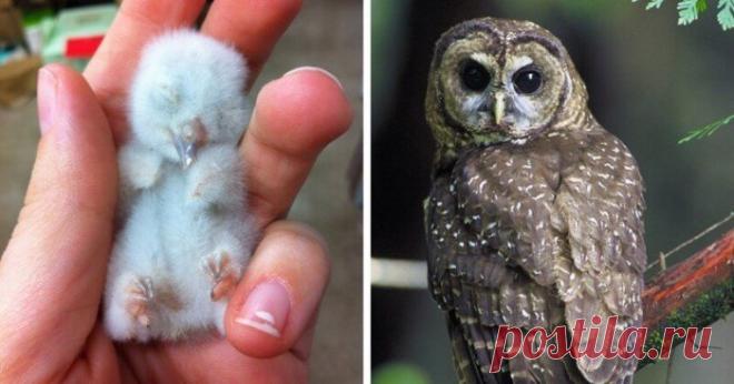 15 детёнышей животных, которые не похожи на своих родителей