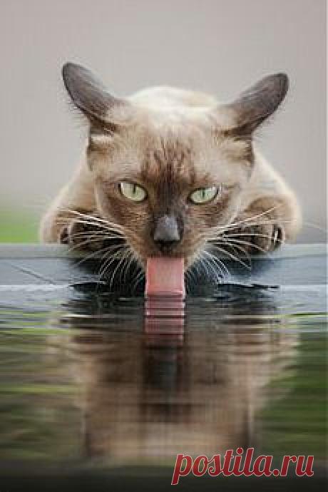 Животные в Pinterest: котята, собачки в костюмах и другие умильные зв…