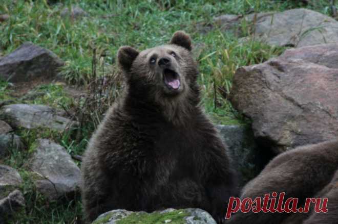 Самые забавные животные | Уши, лапы, хвост