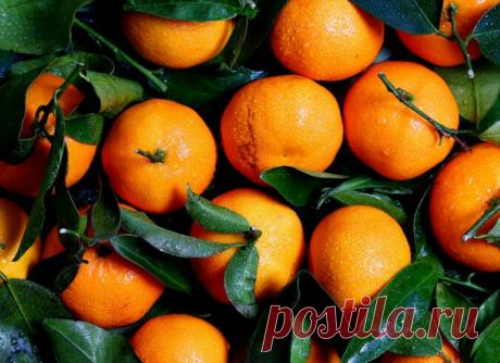 Мандариновое дерево из черенков мандарин, купленных к Новому году. Укоренение черенков мандарин | Огородная фанатка | Яндекс Дзен