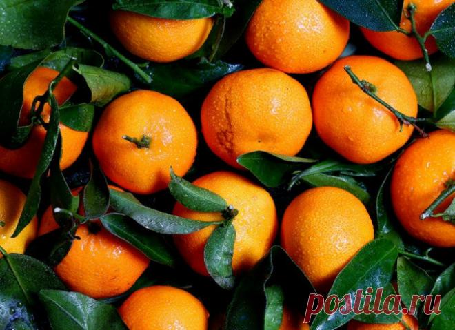 Мандариновое дерево из черенков мандарин, купленных к Новому году. Укоренение черенков мандарин | Огородная фанатка | Яндекс Дзен