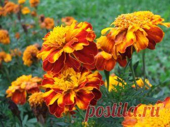 Бархатцы - особенности выращивания в саду своими руками Как выращивать бархатцы на садовом участке своими руками правильно, популярыне сорта, особенности посадки и ухода, совместимость
