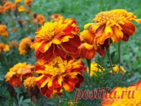 Бархатцы - особенности выращивания в саду своими руками Как выращивать бархатцы на садовом участке своими руками правильно, популярыне сорта, особенности посадки и ухода, совместимость