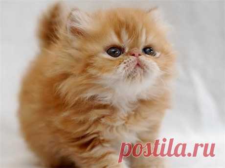 Маленький котик | KotoMail.ru