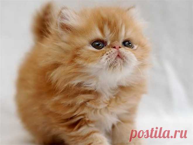 Маленький котик | KotoMail.ru