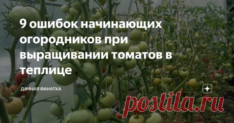 9 ошибок начинающих огородников при выращивании томатов в теплице Наша теплица. Начинают поспевать...
Купили теплицу, вырастили рассаду, все лето возились с помидорными кустами... Ожидали, что урожай будет, как на картинке. На деле собрали пару ведер.
Знакомая картина? Многим, к сожалению.
В этой статье я опишу 9 распространенных ошибок, которые люди совершают, пытаясь вырастить помидорки в теплице. Каждая из этих тем требует своей публикации, да не одной. Я