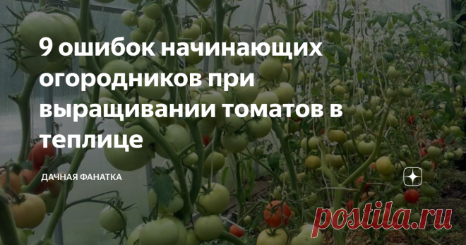 9 ошибок начинающих огородников при выращивании томатов в теплице Наша теплица. Начинают поспевать...
Купили теплицу, вырастили рассаду, все лето возились с помидорными кустами... Ожидали, что урожай будет, как на картинке. На деле собрали пару ведер.
Знакомая картина? Многим, к сожалению.
В этой статье я опишу 9 распространенных ошибок, которые люди совершают, пытаясь вырастить помидорки в теплице. Каждая из этих тем требует своей публикации, да не одной. Я