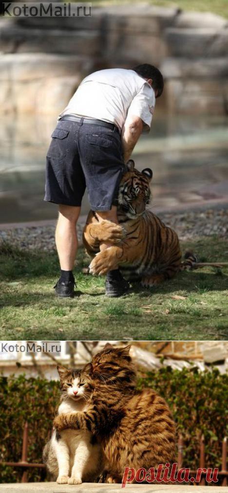 Не отпущу тебя! | KotoMail.ru