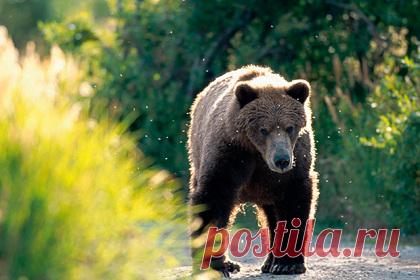 Невозмутимый гид поздоровался с огромным медведем гризли и попал на видео. Группа туристов отправилась в заповедник в американском штате Аляска. Неожиданно рядом с ними появился огромный медведь гризли. Капитан гидроплана, на котором группа приехала в заповедник, невозмутимо поздоровался с медведем. Мужчина говорил ровным и спокойным голосом, чтобы не спровоцировать дикое животное.