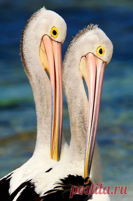 Pelicans