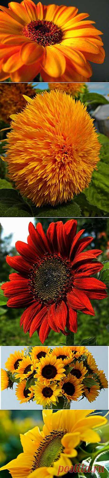 ЦВЕТОК СОЛНЦА. ДЕКОРАТИВНЫЙ ПОДСОЛНУХ. ГЕЛИАНТУС. HELIANTHUS. | Самоцветик