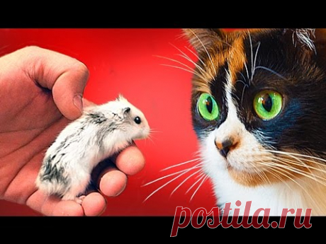 РЕАКЦИЯ КУКИ НА ХОМЯЧКА!