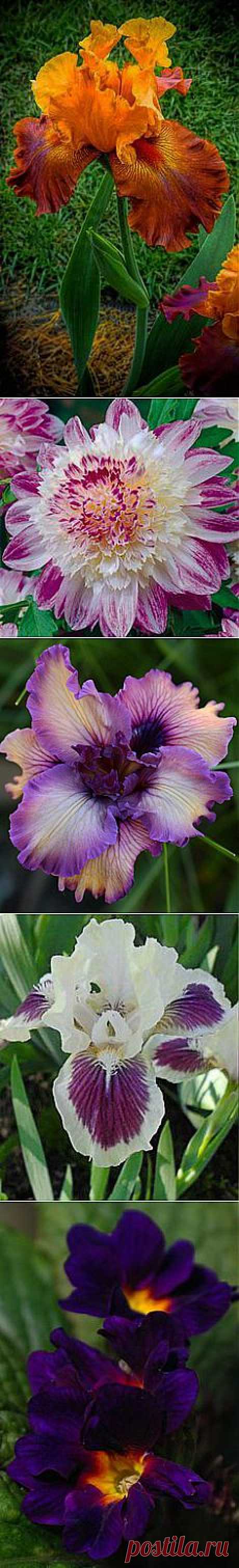 Blooms on Pinterest