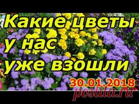 ОБЗОР ПОСЕЯННЫХ ЦВЕТОВ НА 30 ЯНВАРЯ.