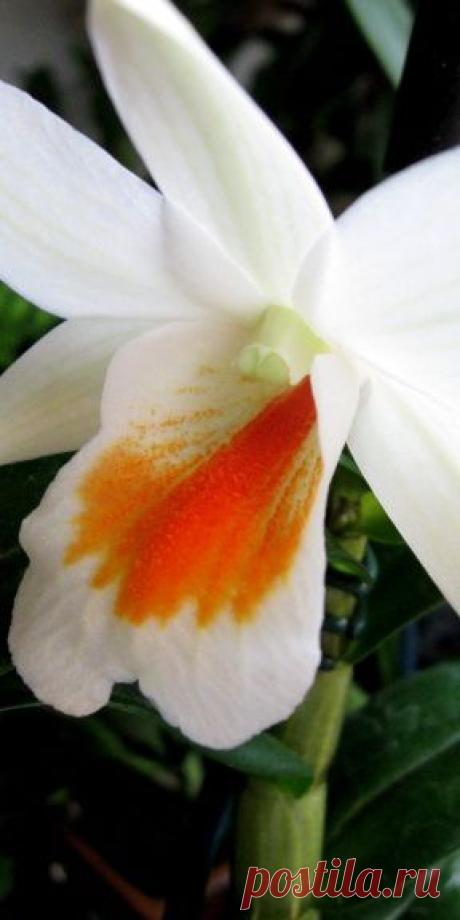 Orchid - Dendrobium "Frosty Dawn" | Orchidee e phalaenopsis | Pintere…