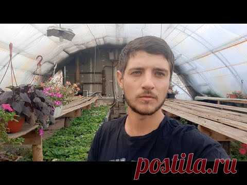 Как сохраняем маточные растения зимой. Петуния, хризантема, пеларгония и др.