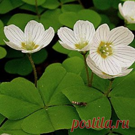 Кислица обыкновенная: описание, свойства, рецепты  |  Рецепт здоровья