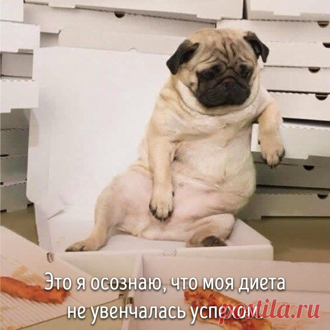 20 животных, которые ведут себя совсем как я / Питомцы