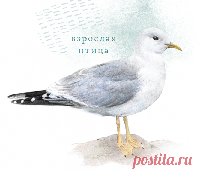 Можно навести на него гаджет и услышать, как поет грач, воркует сизый голубь, стучит большой пестрый дятел и щебечет свиристель.