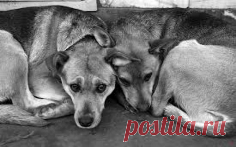 Роберт Рождественский

Дворовых собак 
по-особому холят 
за то, что они, 
Показать полностью…