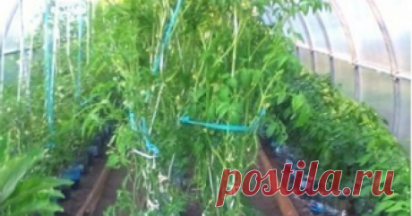 Эта идея для теплицы поможет вырастить крепкие и здоровые томаты ...