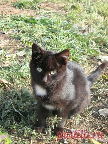 Рисунки и животные - 42 фото. Фотографии Татьяна Мошкова.