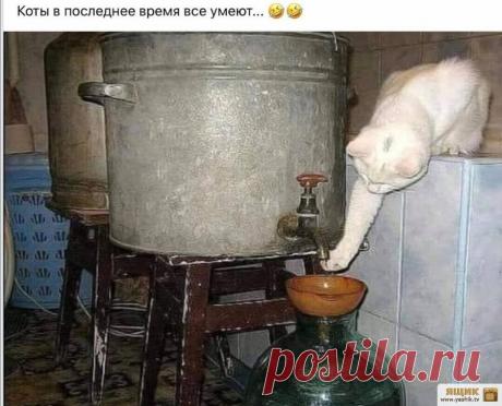 Вечер позитива Огромная подборка и коллекция прикольных и ржачных картинок и фотографий.