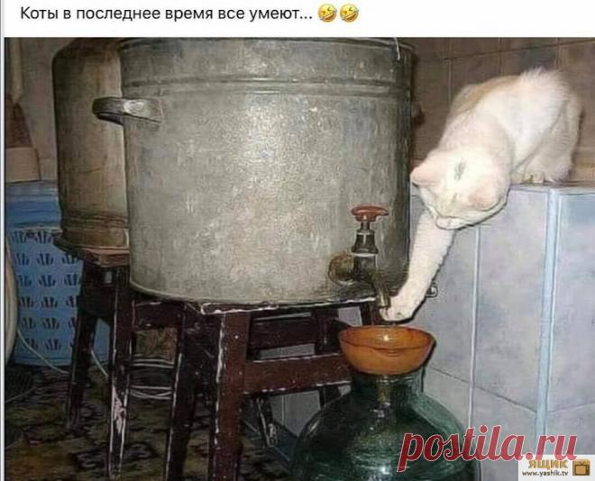 Вечер позитива Огромная подборка и коллекция прикольных и ржачных картинок и фотографий.