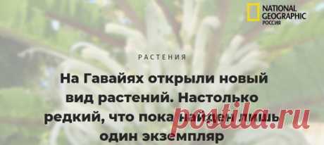 Учёные, которые сунулись в самую чащу тропических лесов в поисках неизведанного, не остались без награды: они обнаружили уникальное растение – единственное в своем роде. И очень надеются размножить его в искусственных условиях 🌱