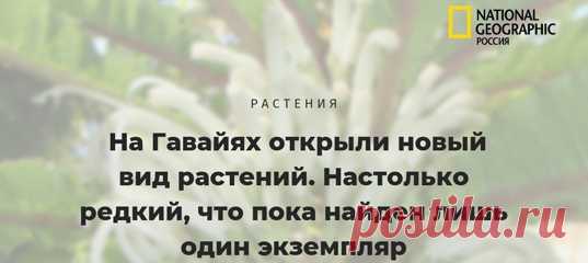 Учёные, которые сунулись в самую чащу тропических лесов в поисках неизведанного, не остались без награды: они обнаружили уникальное растение – единственное в своем роде. И очень надеются размножить его в искусственных условиях 🌱