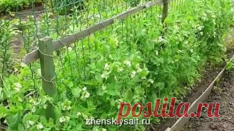 Технология выращивания гороха