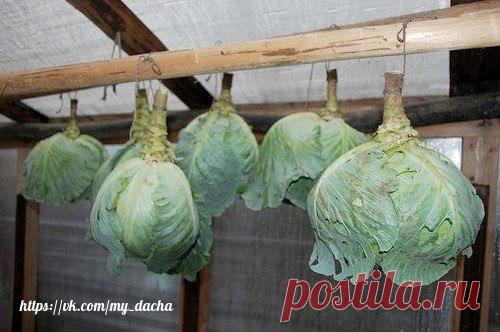 ХРАНЕНИЕ КАПУСТЫ НА ЗИМУ.